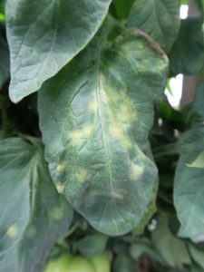 Figure 1: Leaf mold of tomato often causes rather bright yellow lesions on the upper surface of the leaf. 