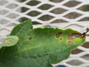 Early blight of tomato lesions often have rings in a bulls-eye pattern