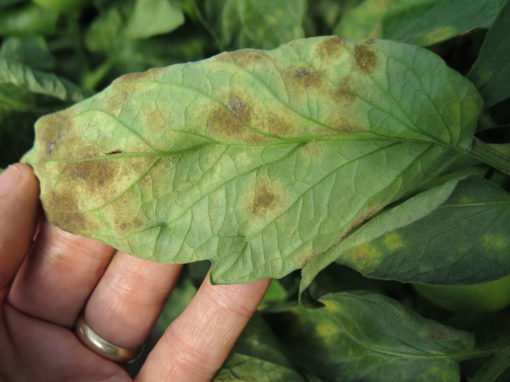 Leaf Mold of Tomato | Purdue University Vegetable Crops Hotline