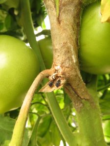 Figure 1: White mold of tomato, AKA, timber rot. Note the dark fungal structures where the stem has been torn away. 