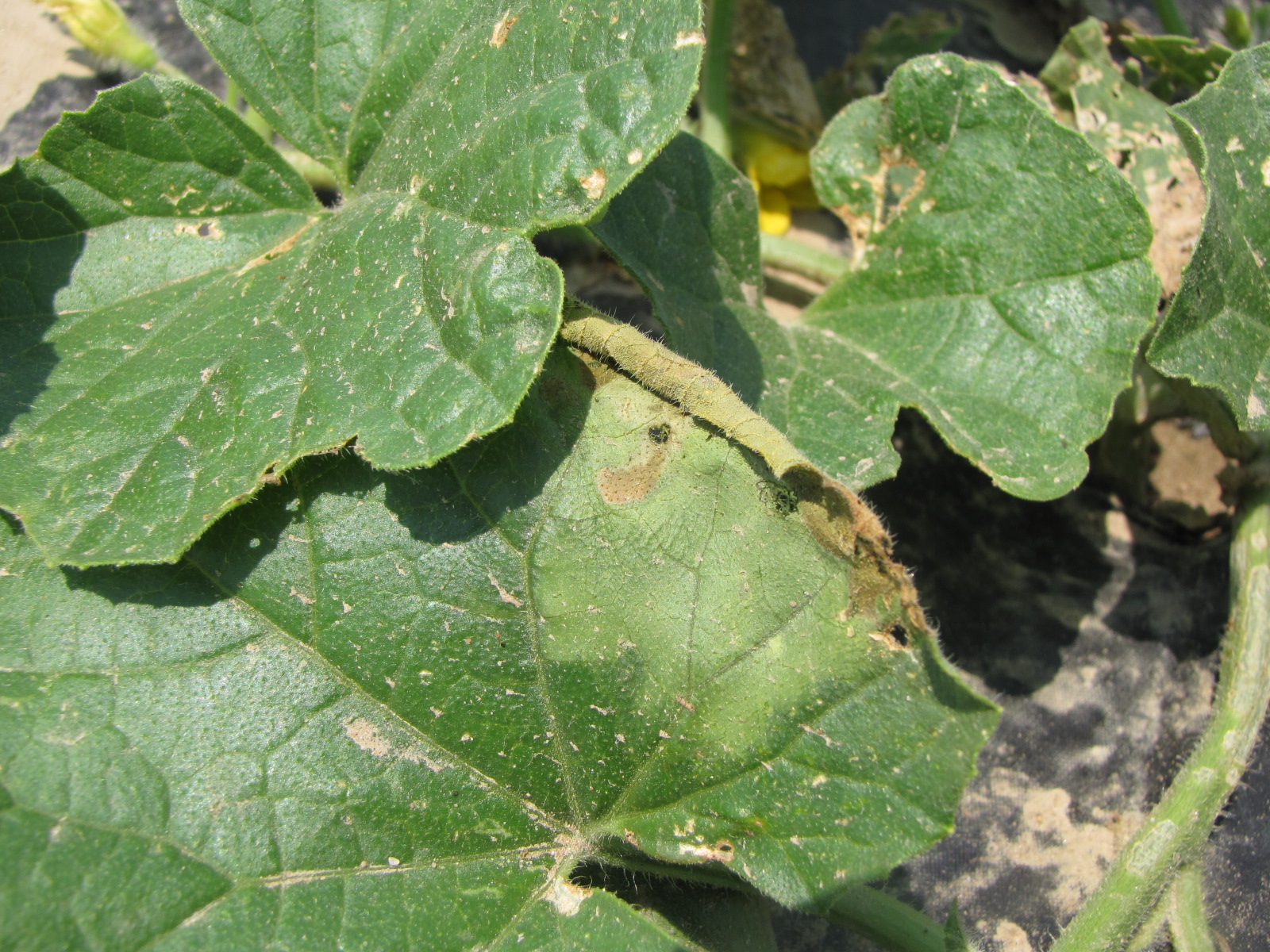 Bacterial Wilt of Cantaloupe | Purdue University Vegetable Crops Hotline