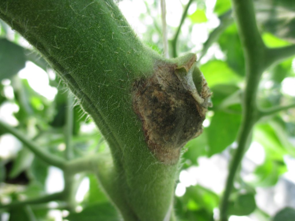 Plant Injury and Gray Mold | Purdue University Vegetable Crops Hotline