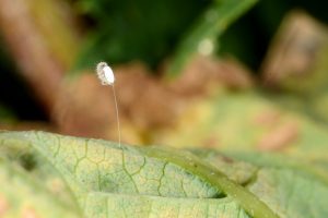 Figure 5. A green lacewing hatching from its egg (Photo credit John Obermeyer).
