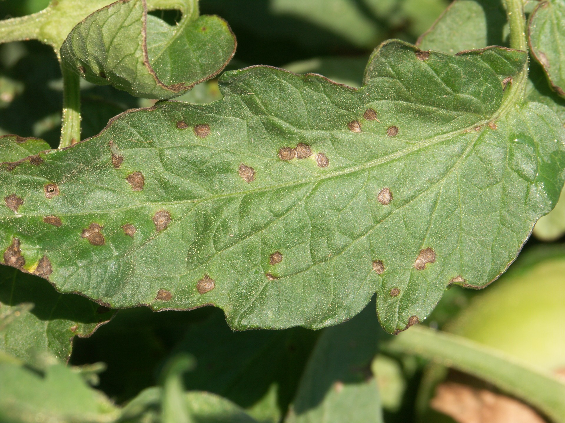 Alternating Fungicides to Avoid Fungicide Resistance | Purdue ...