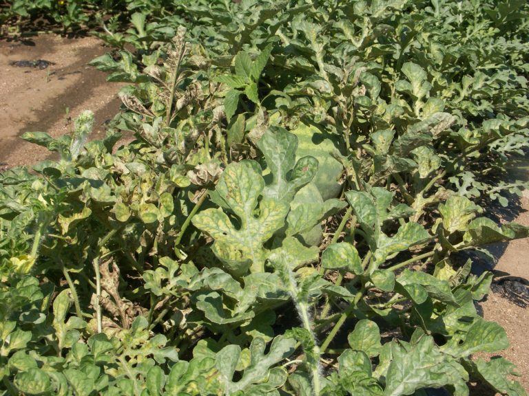 Spider Mites on Cucurbit Crops | Purdue University Vegetable Crops Hotline