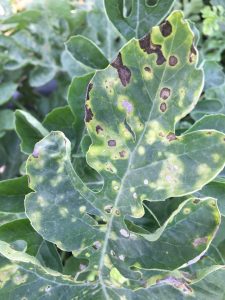 Figure 2: The chlorosis of the leaf in this figure is not general. It occurs in spots, almost lesion-like. However the yellow spots are never associated with necrosis. The sizes of the yellow spots varies too much to look like a disease. The yellow spots also vary widely in how much yellow occurs. The necrosis may occur deep into the leaf, but it almost always starts at the edge, a hint that the disease is not infectious. Finally, I do not recognize the symptoms as any of the 'usual suspects' of cucurbit diseases. 