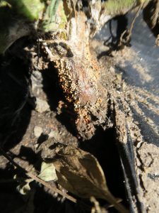 The white fungal growth and sesame-sized sclerotia in a canker at the base of tomato plants is characteristic of southern blight of tomato. 