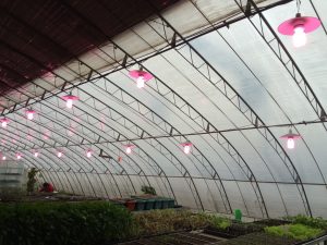 Figure 3. LED lights are tested in a Chinese-Style solar greenhouse. 