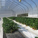 Figure 1. Strawberries grown inside a high tunnel at Southwest Purdue Agricultural Center. Photo was taken on April 16 2016.