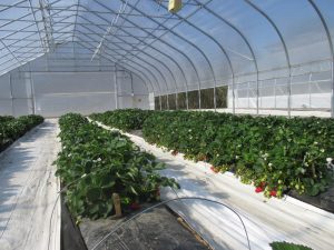 Figure 1. Strawberries grown inside a high tunnel at Southwest Purdue Agricultural Center. Photo was taken on April 16 2016.