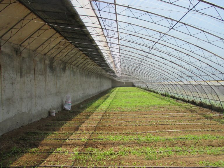 Chinesestyle Solar Greenhouses Purdue University Vegetable Crops Hotline