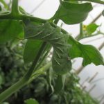 Figure 1. Hornworm feeding on tomato leaves in a high tunnel.