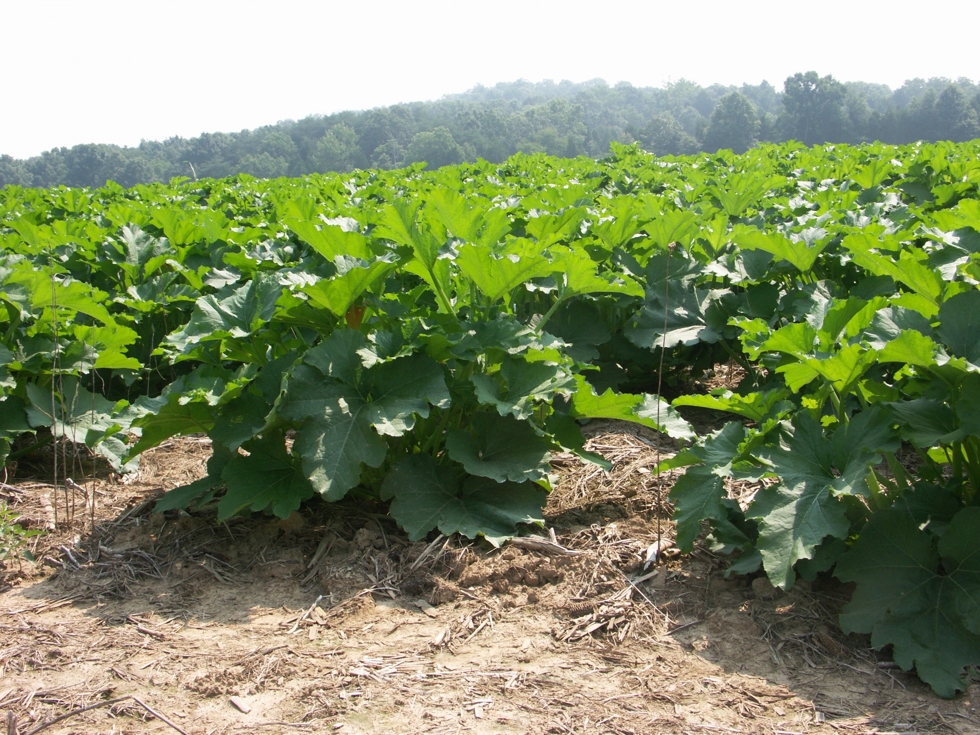 Pumpkin Disease Management Steps Purdue University Vegetable Crops 