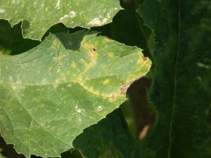 Figure 3: Downy mildew of pumpkin results in angular yellow lesions on the leaf surface. 