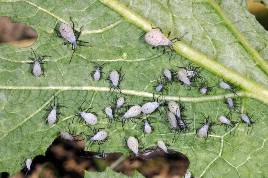 Squash Bugs | Purdue University Vegetable Crops Hotline