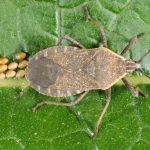 Figure 1. Squash bug and its eggs (photo credit John Obermeyer)