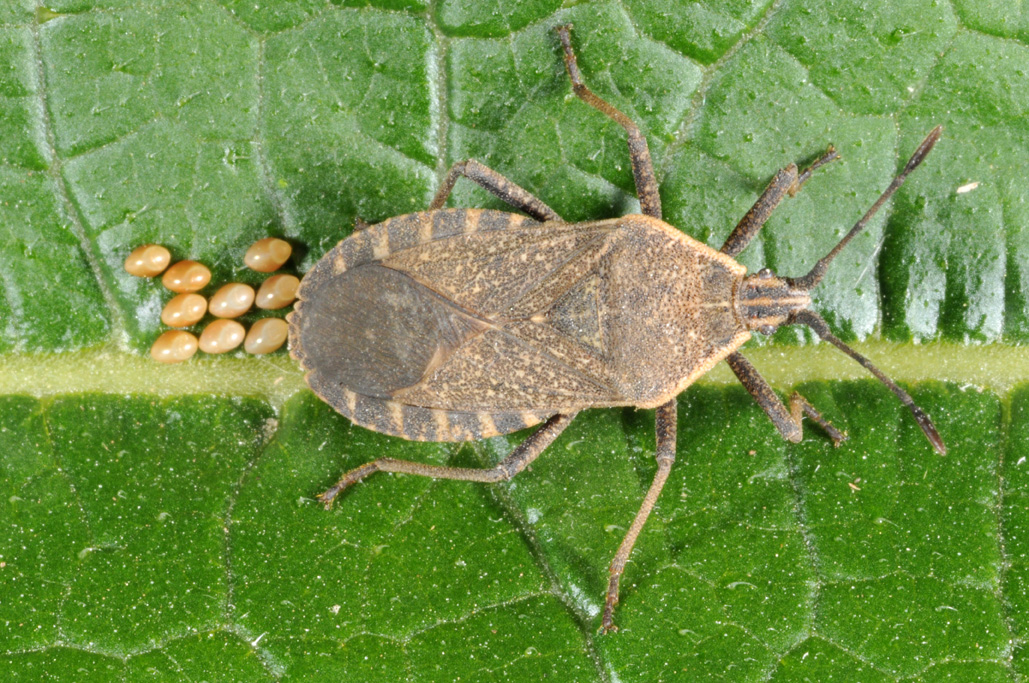 Squash Bugs Purdue University Vegetable Crops Hotline   SquashbugDorsalLayingEggs72 