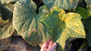 Figure 1: Downy mildew of cucumber can be recognized the the yellow lesions scattered across the leaf. Downy mildew of cucurbits has not been reported in Indiana in 2016.