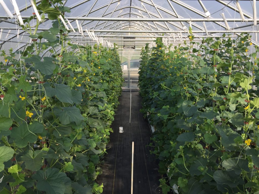 High Tunnel Evaluation of Vertically-Grown Cantaloupe and Galia Melon ...