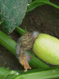 Pumpkin Fruit Set Purdue University Vegetable Crops Hotline