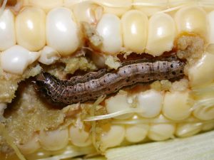 Figure 2. Fall armyworm feeding on kernels.