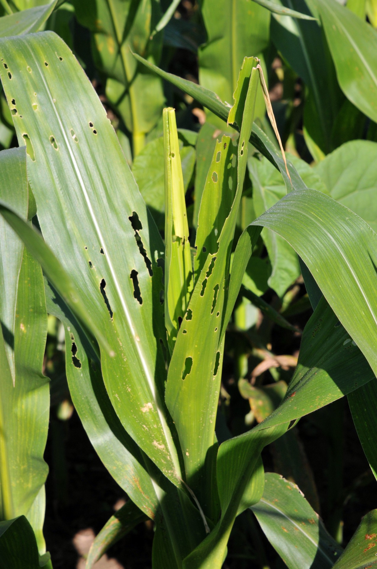 Fall Armyworms | Purdue University Vegetable Crops Hotline