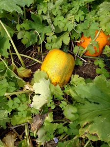 Figure 2: The yellow pumpkin with a bit of green is more likely to ripen with additional late season management than the green pumpkin in Figure 1. 