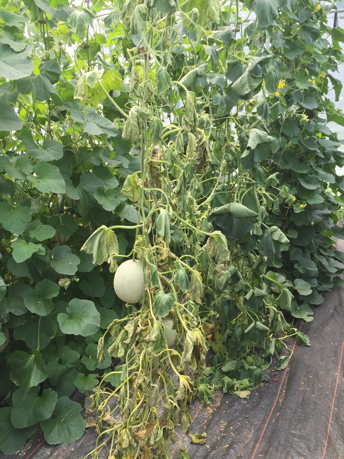 Tunnel Evaluation of Vertically-Grown and Galia Melon Varieties | Purdue Crops Hotline