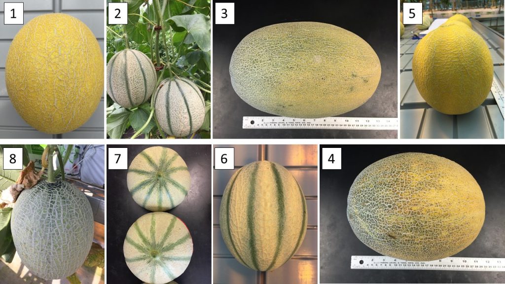 High Tunnel Evaluation of VerticallyGrown Cantaloupe and Galia Melon