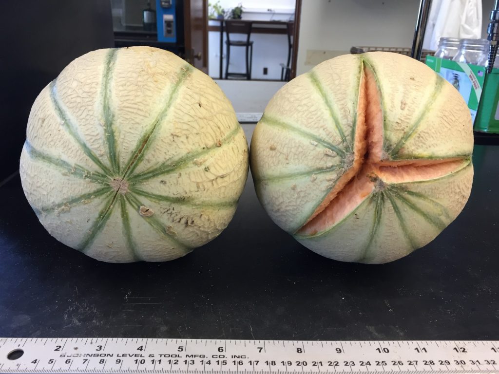 High Tunnel Evaluation of VerticallyGrown Cantaloupe and Galia Melon