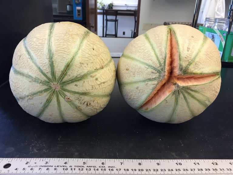 High Tunnel Evaluation of VerticallyGrown Cantaloupe and Galia Melon
