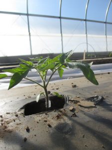 A grafted tomato plant grown in a high tunnel