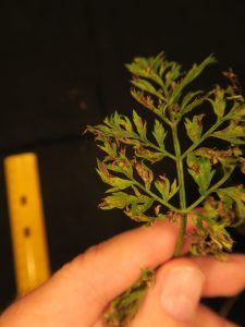Necrotic lesions caused by Alternaria dauci on carrot leaves. 