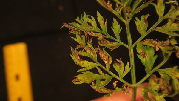 Alternaria Leaf Blight of Carrot | Purdue University Vegetable Crops Hotline