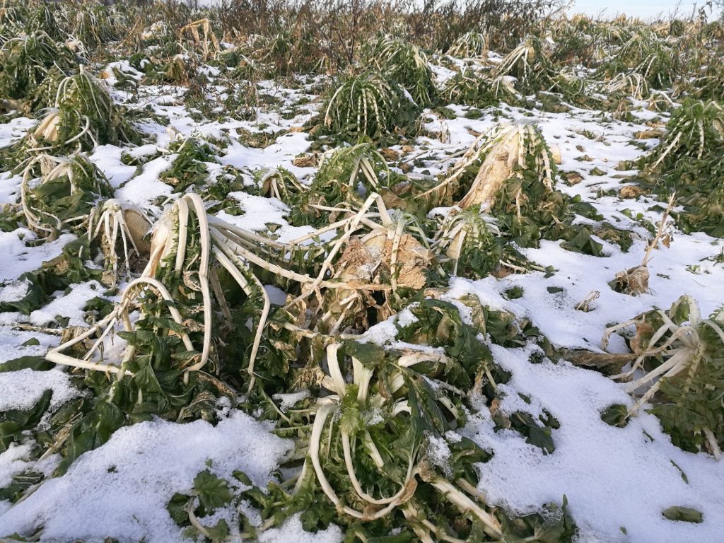 Daikon Radish Purdue University Vegetable Crops Hotline
