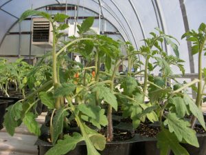 These tomato plants are exhibiting epinasty or a downward growth of the leaves in response to ethylene produced from a malfunctioning heater in a greenhouse. The topmost leaves are growing normally because the plants were removed to a separate greenhouse after exposure to ethylene. (Photo by Dan Egel). 