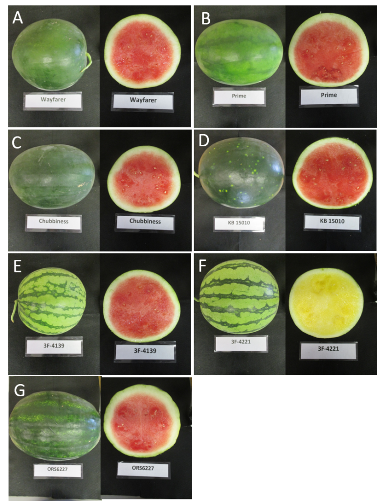 Watermelon Variety Considerations Purdue University Vegetable Crops 