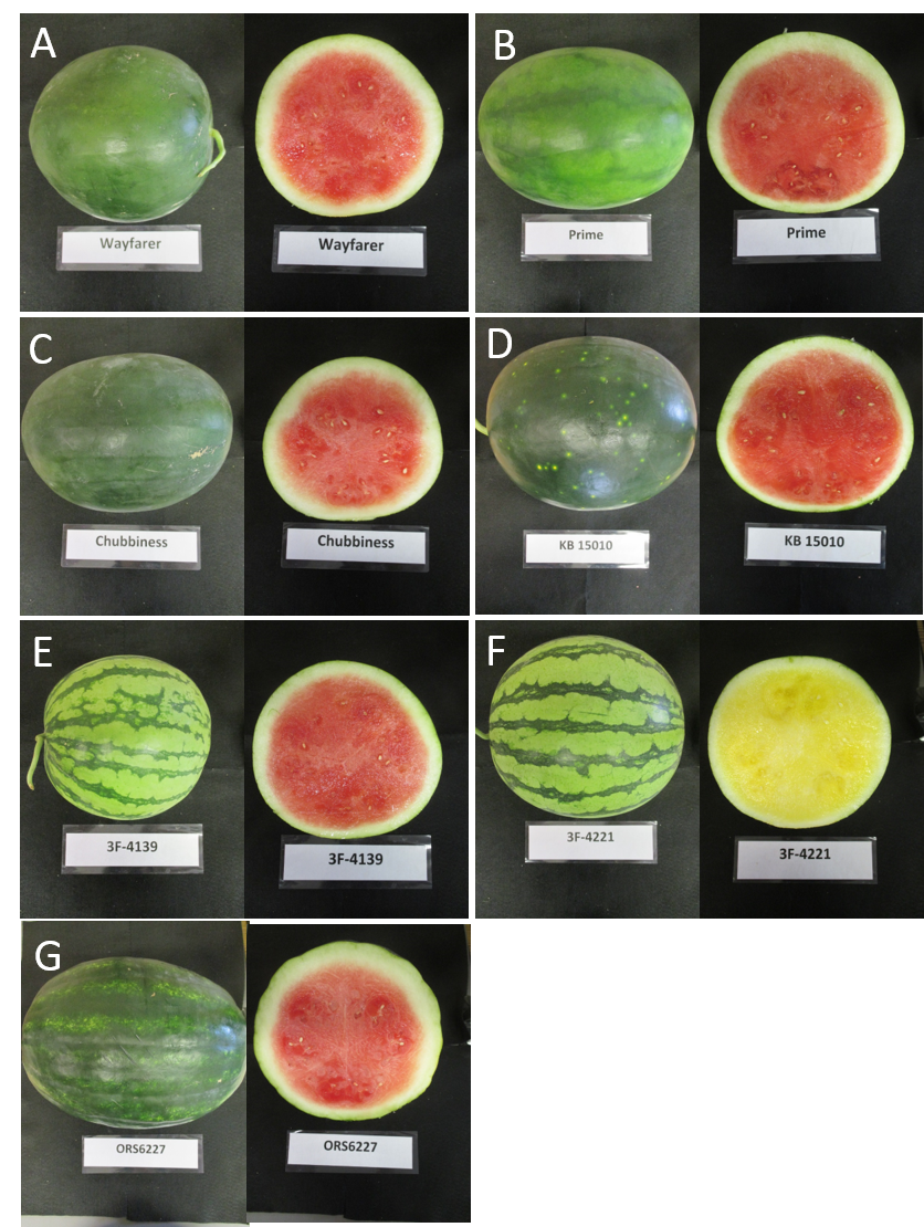 different watermelon colors