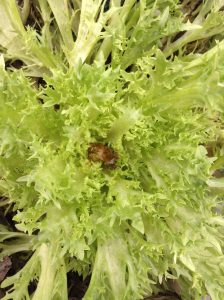 Figure 5. Death of leaves at lettuce growing point. Photo by Erin Bluhm.