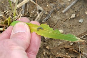 Figure 1. Armyworm damage on corn leaves (photo by John Obermeyer)