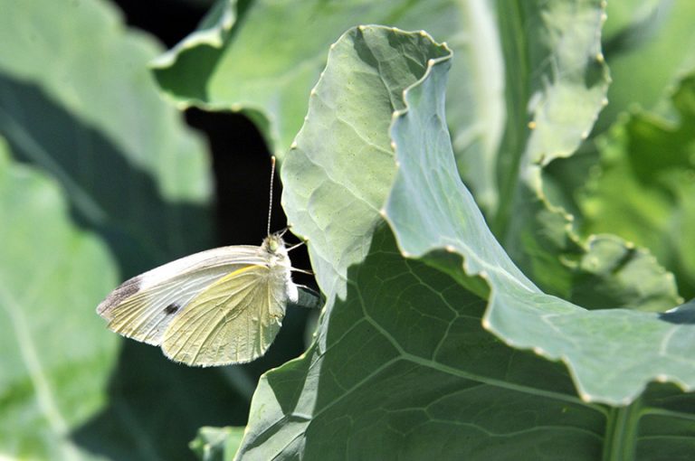 Cabbage butterfly, how to get rid of its caterpillar
