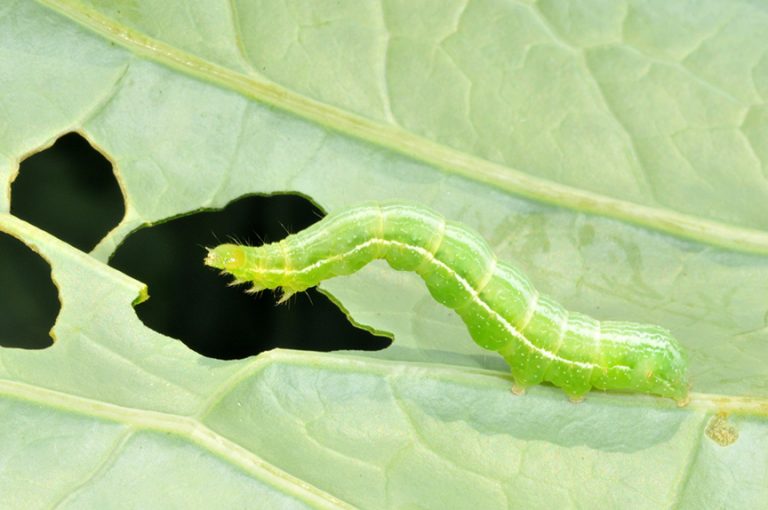 Cabbage Caterpillars Purdue University Vegetable Crops Hotline