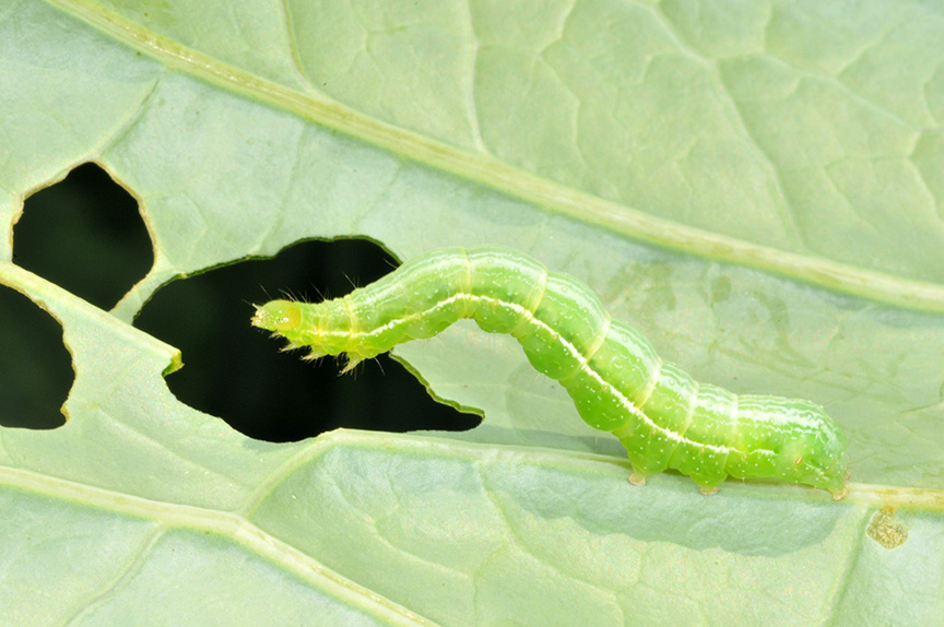 caterpillar indiana 2.