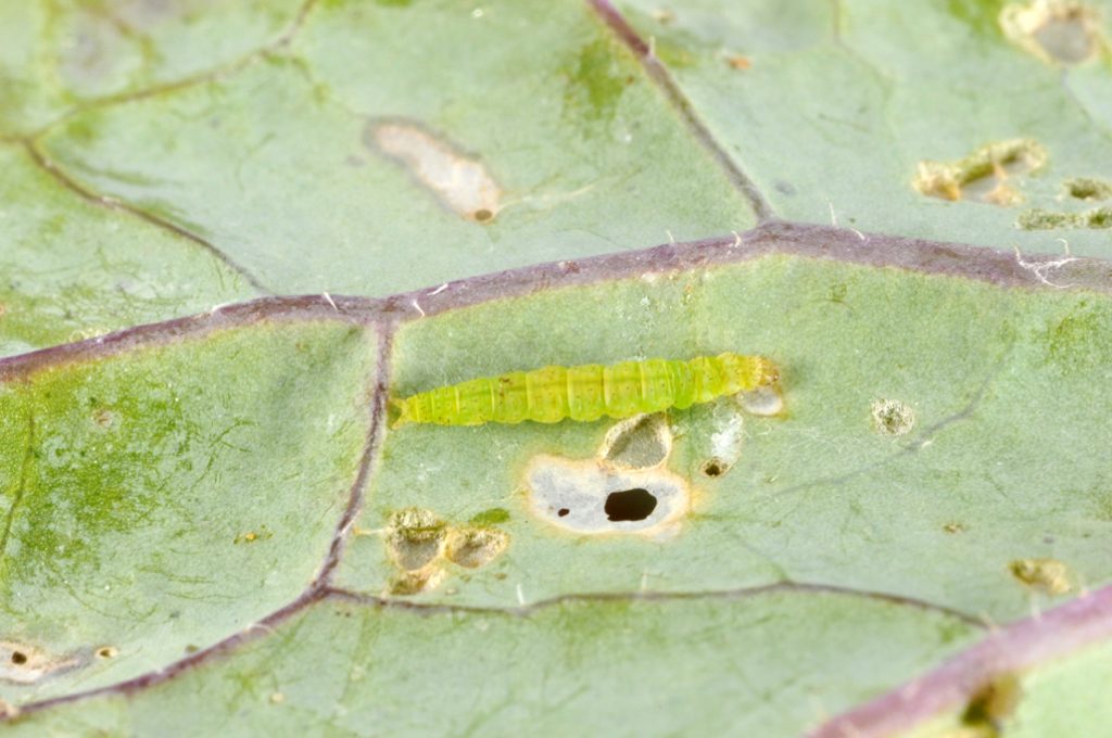 Cabbage Caterpillars | Purdue University Vegetable Crops Hotline