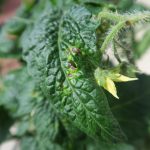 : These lesions of bacterial speck of tomato were observed on a tomato transplant for sale to homeowners at a retail outlet. Tomato transplants should be inspected for disease symptoms during production or at delivery.