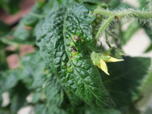 : These lesions of bacterial speck of tomato were observed on a tomato transplant for sale to homeowners at a retail outlet. Tomato transplants should be inspected for disease symptoms during production or at delivery. 