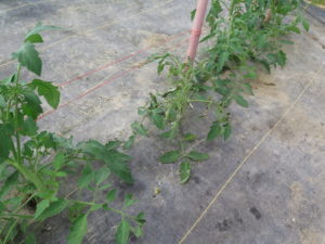 Figure 1: Tomato spotted wilt has caused these tomato plants to be stunted.