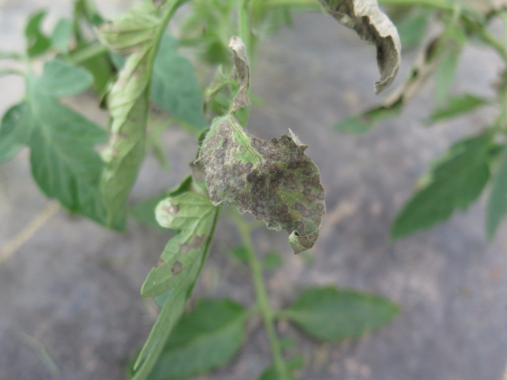 A tomato leaf with necrotic rings caused by tomato spotted wilt virus.