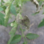 A tomato leaf with necrotic rings caused by tomato spotted wilt virus.