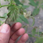 Figure 3: Mottling of a tomato leaf caused by tomato spotted wilt virus.